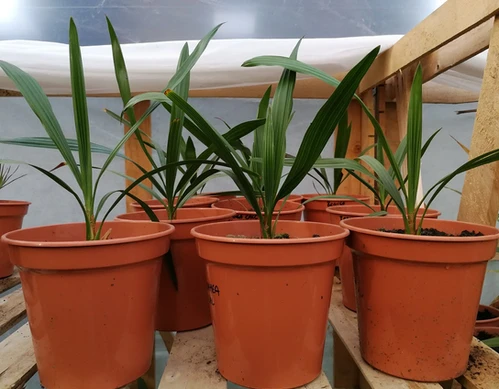 Palm Trees for Sale. Premium Quality. The Palm Tree Company.