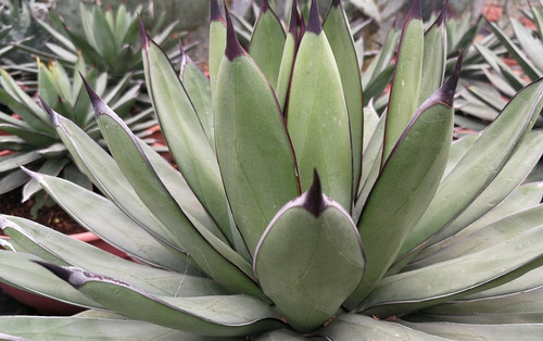 agave marina Blue Agave