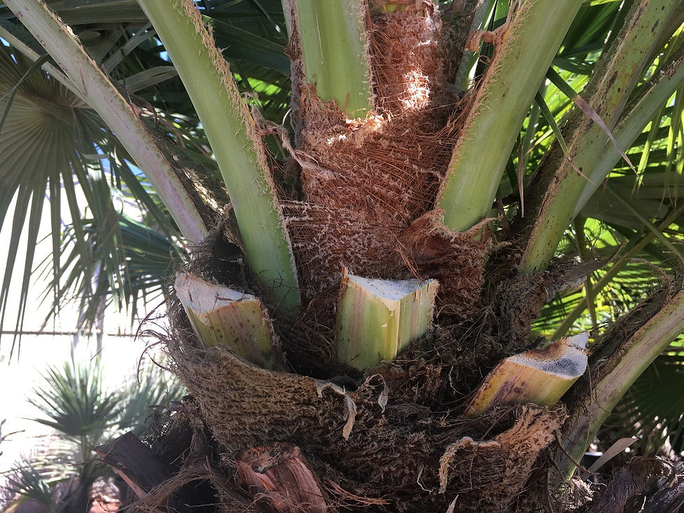 Thumbnail: Specimen Brahea Edulis Palm Tree