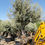 Thumbnail: Large Open Crown Olive Trees For Sale. Variety Picual