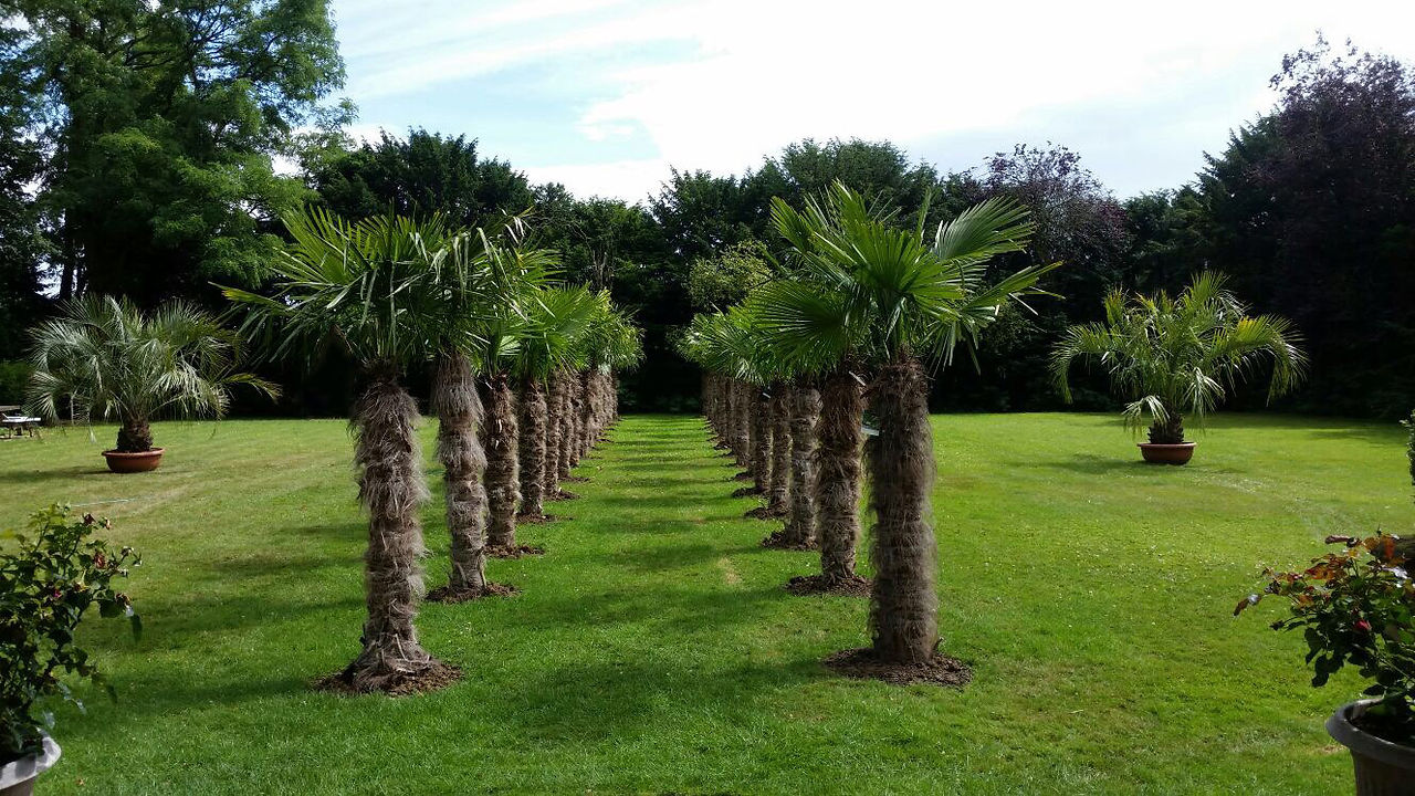 Amazing Palm Tree Walkway!