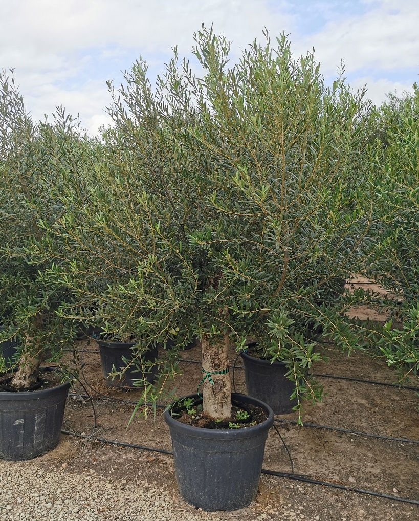 Thumbnail: Open Crown Olive Trees. European Olive Trees For Sale