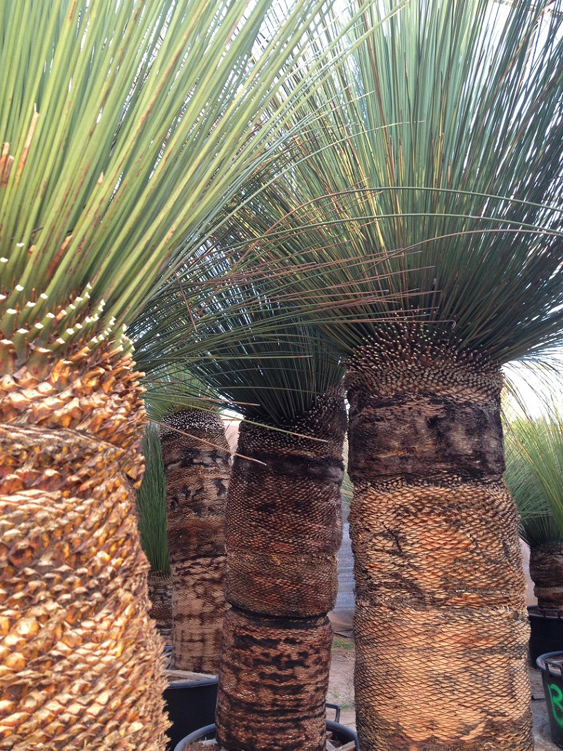 The Palm Tree Company. Dasylirions. Hardy Palm Trees and Exotics