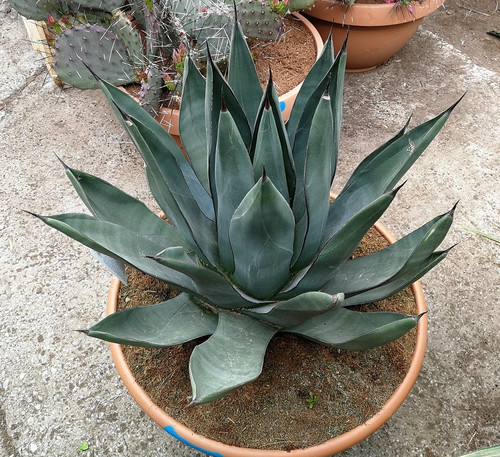 AGAVE 'SHARKSKIN'