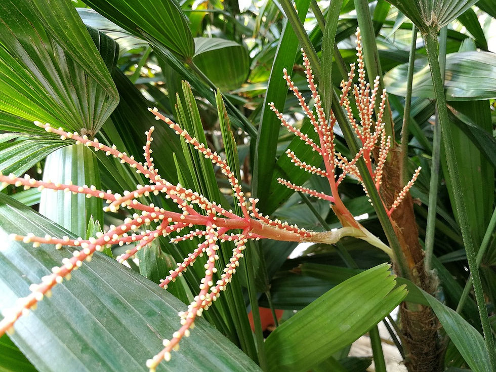 Thumbnail: Large Rhapis Excelsa Palm Trees for sale