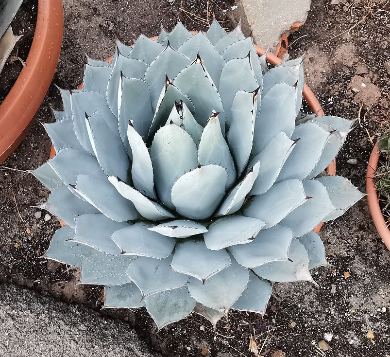 Thumbnail: Large Agave Parryi Plants For Sale