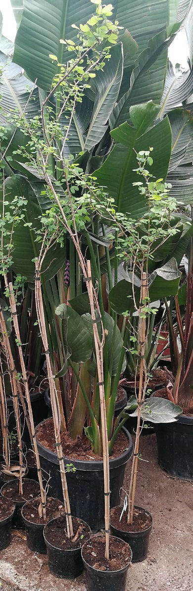Thumbnail: Bauhinia Tomentosa. Yellow Bauhinia. Yellow Bell Orchid Tree.