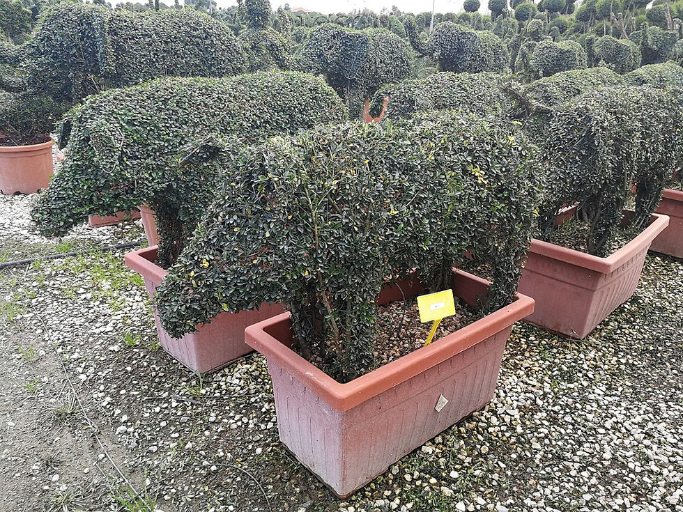 Thumbnail: Specialist Topiary Trees. Bespoke Topiary Trees. Pig Shapes