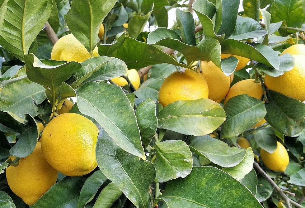 Thumbnail: Citrus Lemon Trees variety 'Eureka'