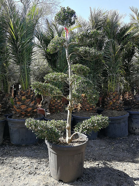 tall bonsai Artisan Artificial Juniper Bonsai Tree in Ceramic Pot