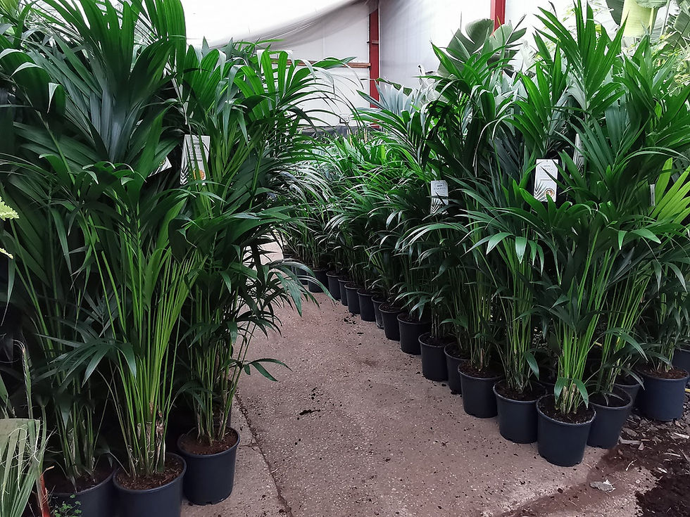 Thumbnail: Howea Forsteriana Palms For Sale.