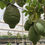 Thumbnail: Large Citrus Medica 'Cidro' Trees For Sale. French Lemon Tree. Citron Tree.