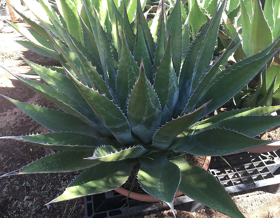 Thumbnail: Large Agave Montana