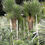 Thumbnail: Specimen Yucca Filifera Australis multi-head