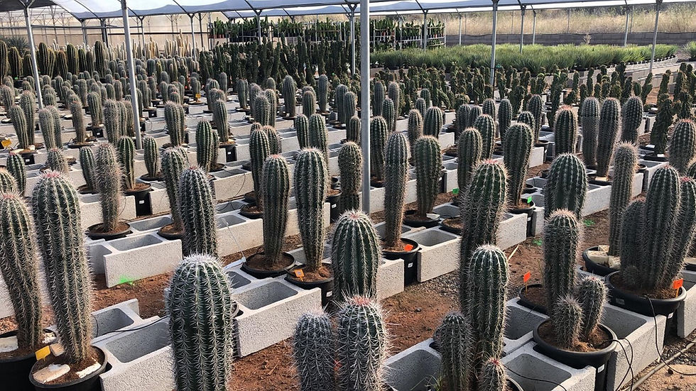Thumbnail: Pachycereus Pringlei Cactus for sale