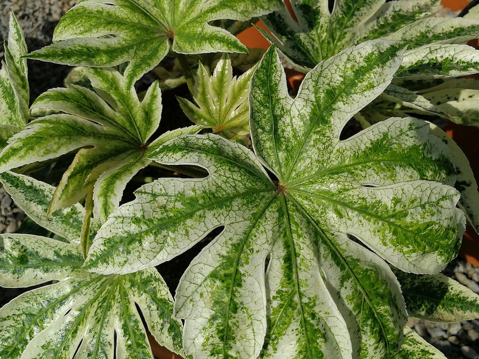 Thumbnail: Large Fatsia Japonica 'Spider's Web' Plants.