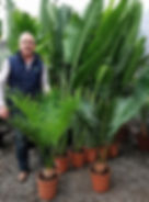 Quality Cycas Circinalis for sale