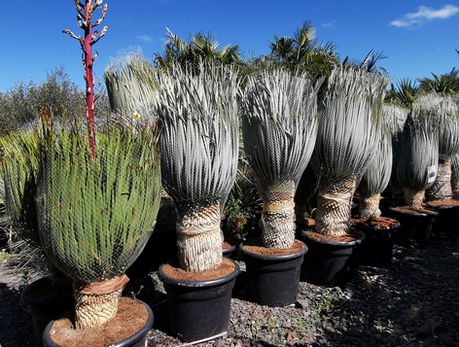 Yucca Rostrata 'Blue Swan' and Yucca Linearis.
The Palm Tree Company.
Both the Yucca Rostrata 'Blue Swan' and the Yucca Linearis are beautiful, tall, relatively slow growing sculptural yuccas perfect for providing a dramatic accent to your garden design.
Both are cold tolerant and hardy to drought as well as severe cold when established. Many sizes are available to buy on line. Free UK delivery by our own drivers