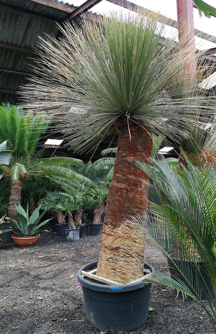 Specimen size Dasylirion Longissimum For Sale