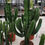 Thumbnail: Large Euphorbia Ingens For Sale. Large Branched Candelabra Tree