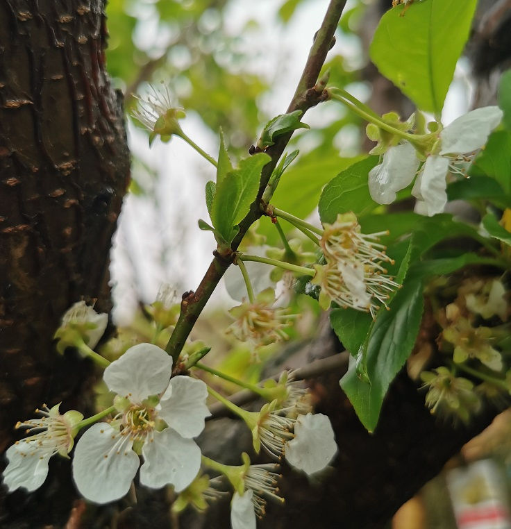 Thumbnail: Large Plum Trees For Sale. Variety Golden Japan.