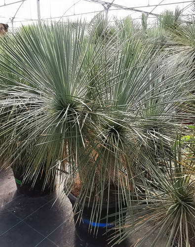 YUCCA ELATA. Soaptree Yucca | thepalmtreecompany