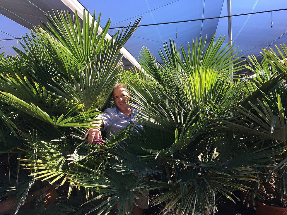 Thumbnail: Large Trachycarpus Fortunei Palm Tree Groups