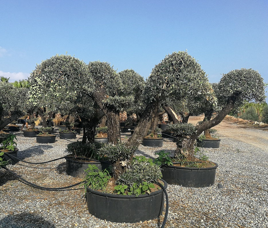 Thumbnail: New Pardise Formation Olive Trees For Sale