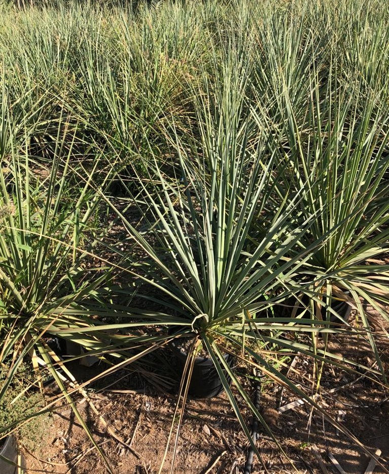 Thumbnail: Yucca Elata. Soaptree Yucca For Sale