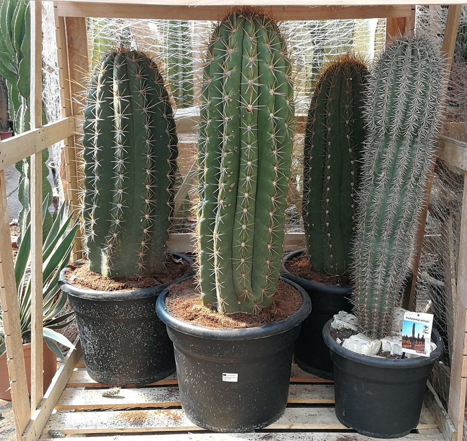 Thumbnail: large Echinopsis Trichocereus Pasacana Cacti For Sale