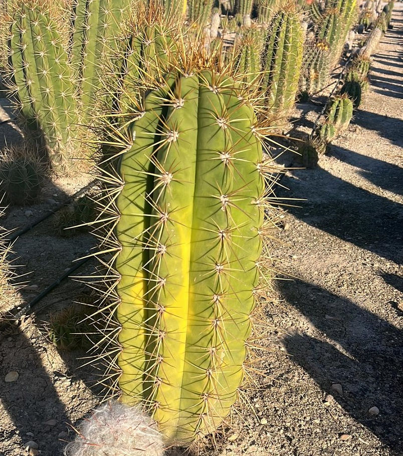 Thumbnail: Variegated Echinopsis Trichocereus Pasacana Cactus For Sale