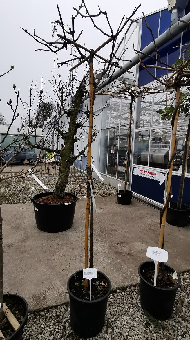 Thumbnail: Large Grape Vines. Variety 'Pizzutello Nero