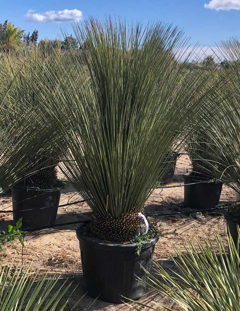 Thumbnail: Mexican Grass Tree. Dasylirion Longissimum For Sale