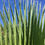 Thumbnail: Califonian Fan Palm