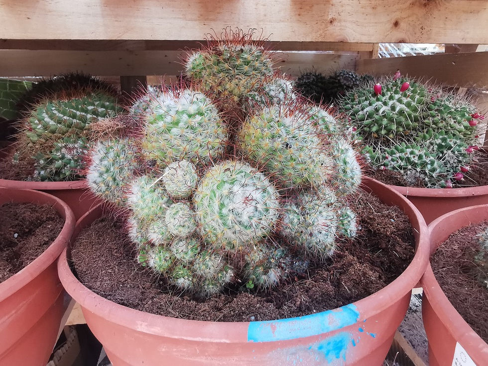 Thumbnail: Mammillaria Bombysina Cactus. Silken Pincushion Cactus For Sale