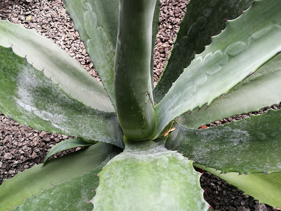 Thumbnail: Large Century Plants