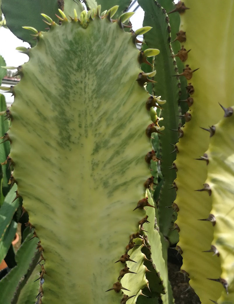 Thumbnail: Large Euphorbia Marmorata
