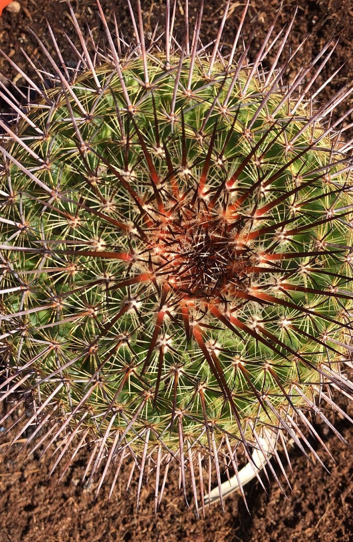 Thumbnail: Mammillaria 'Ginsa Maru' Cactus For Sale