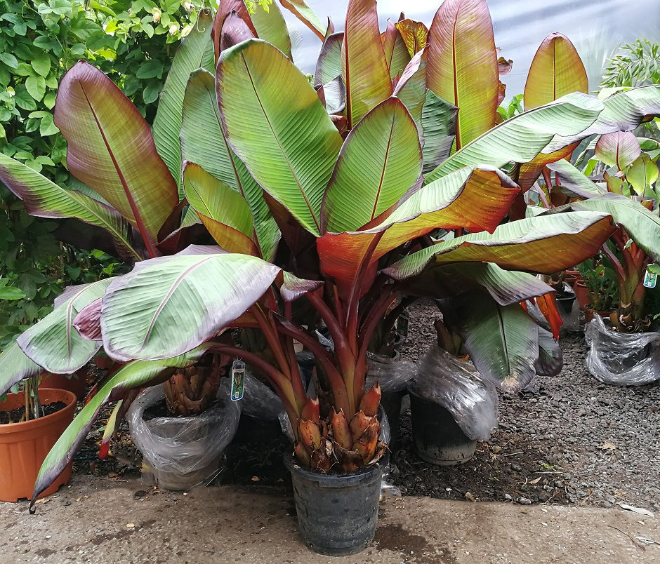 Thumbnail: Large Double Stem Ensete Maurelii.