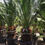 Thumbnail: Macrozamia Moorei Cycad for sale