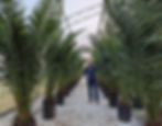 Large Phoenix Canariensis Palm Trees For Sale.