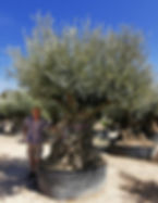 Huge Ancient Spanish Gnarled Olive Trees For Sale