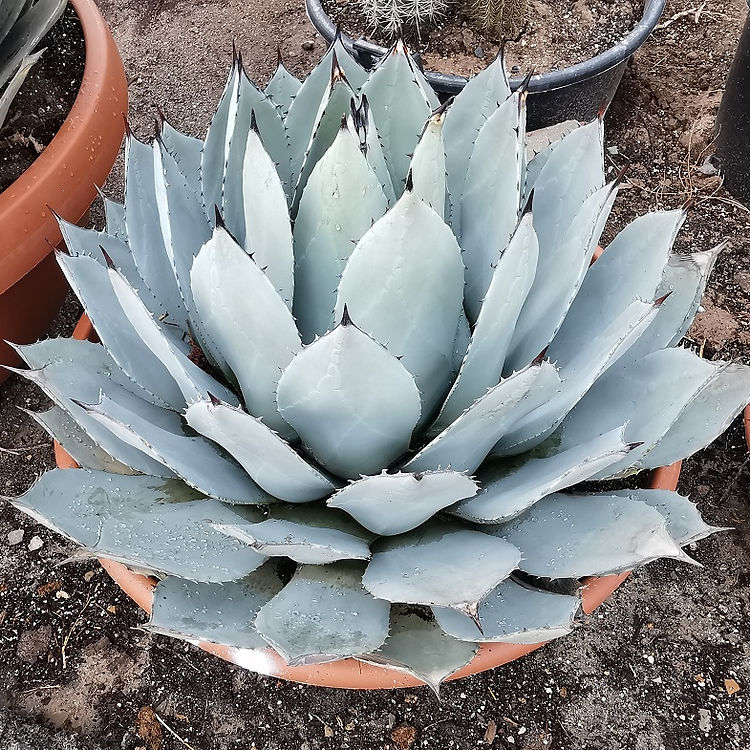 Parry's Agave (Agave parryi) 15 AGAVE PARRYI