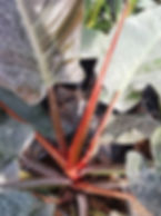 Philodendron Imperial Red Plants For Sale