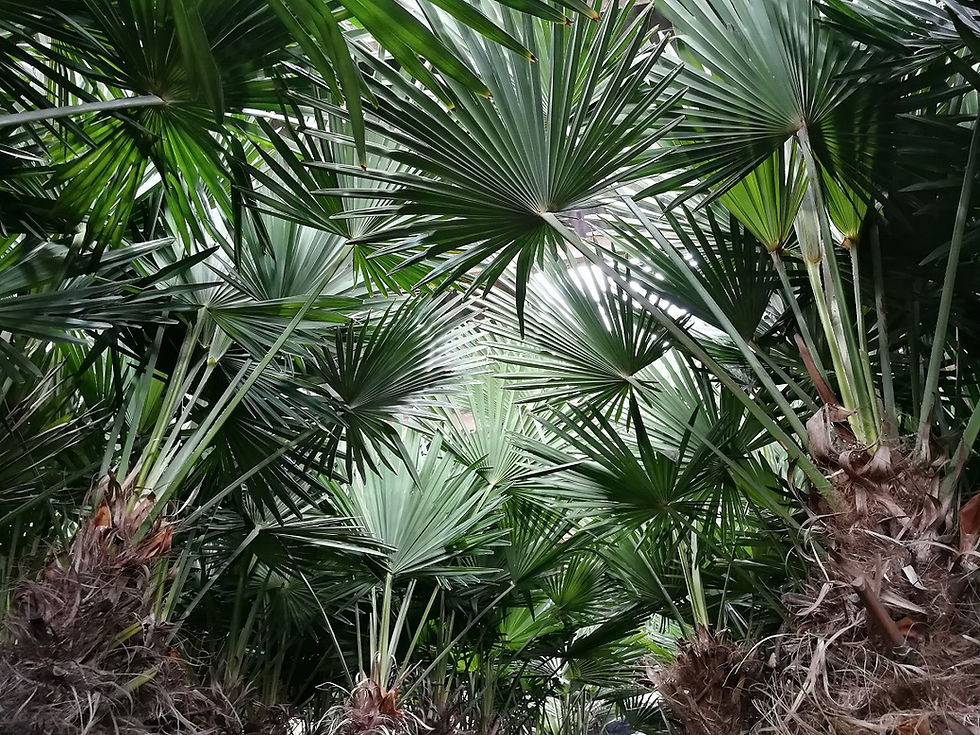 Thumbnail: Large Cold Hardy Palm trees, Trachycarpus Wagnerianus