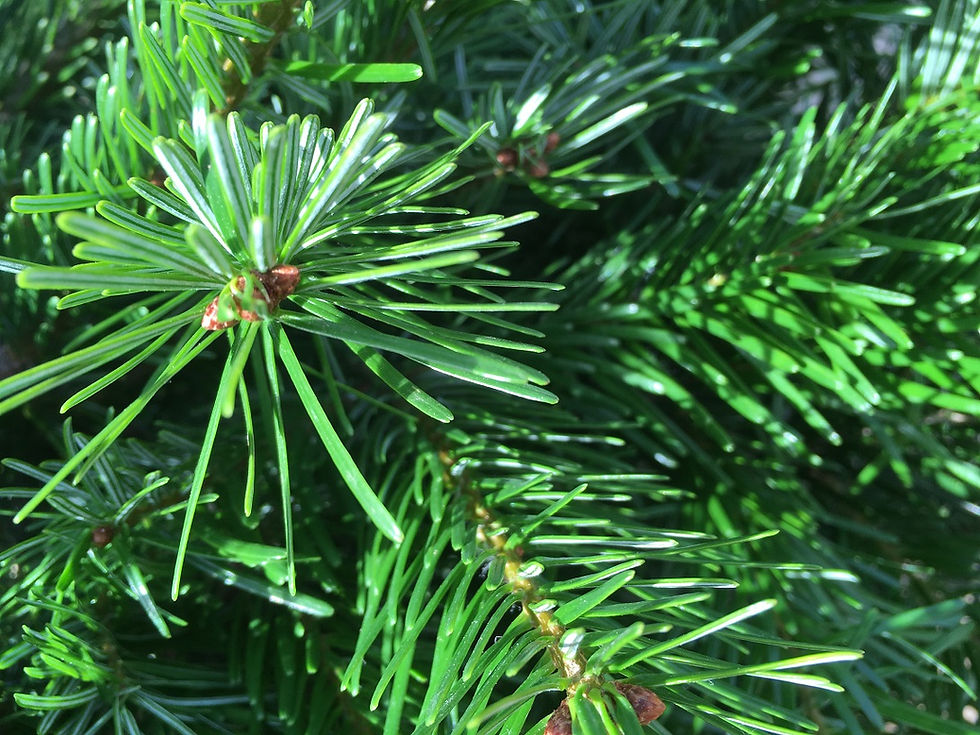 Thumbnail: NORDMANN FIR