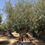 Thumbnail: Huge Ancient Spanish Gnarled Olive Trees For Sale