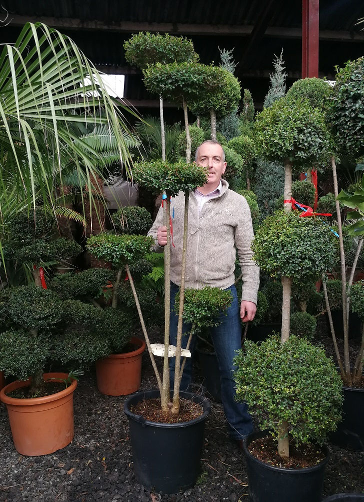 Thumbnail: Ligustrum Jonandrum Topiary Trees. Flat Head Topiary Trees for sale