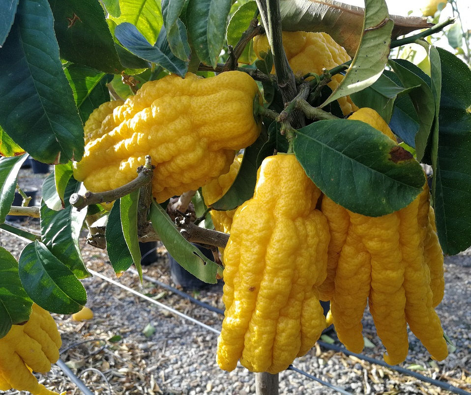Thumbnail: Large Buddah's Hand Citron. Fingered Citron.
