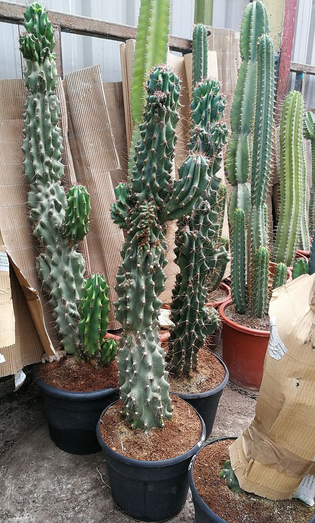 Thumbnail: Large Cereus Peruvianus Monstruosus Cacti for sale